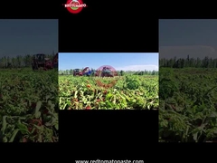 신장 드럼 토마토 페이스트의 생산 과정: 수확부터 통통까지